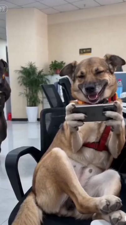 TikTok video thumbnail by randomcurator.my