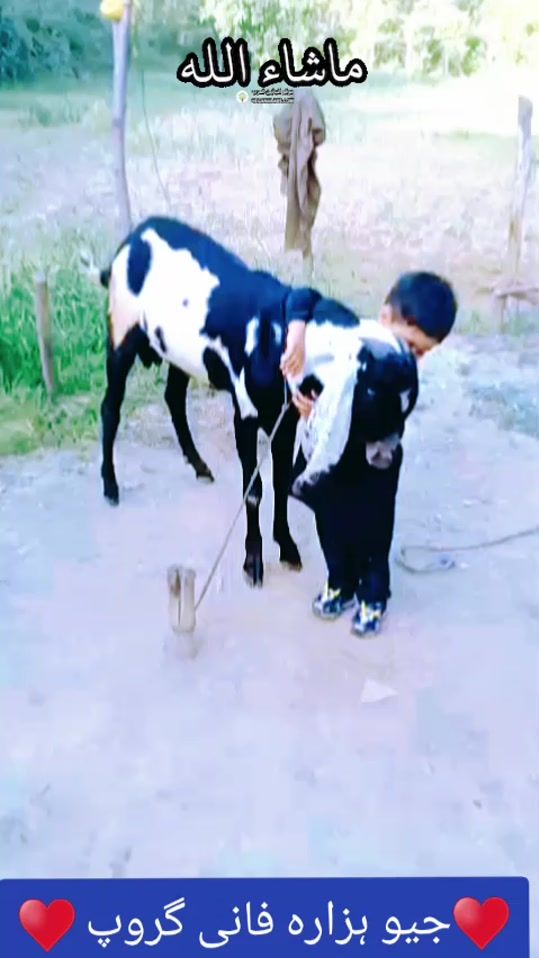 TikTok video thumbnail by shabirfani302