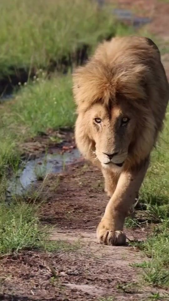 TikTok video thumbnail by kasosimakomichael