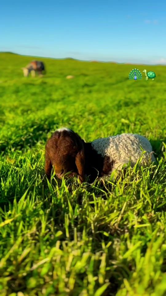 TikTok video thumbnail by haaydi2