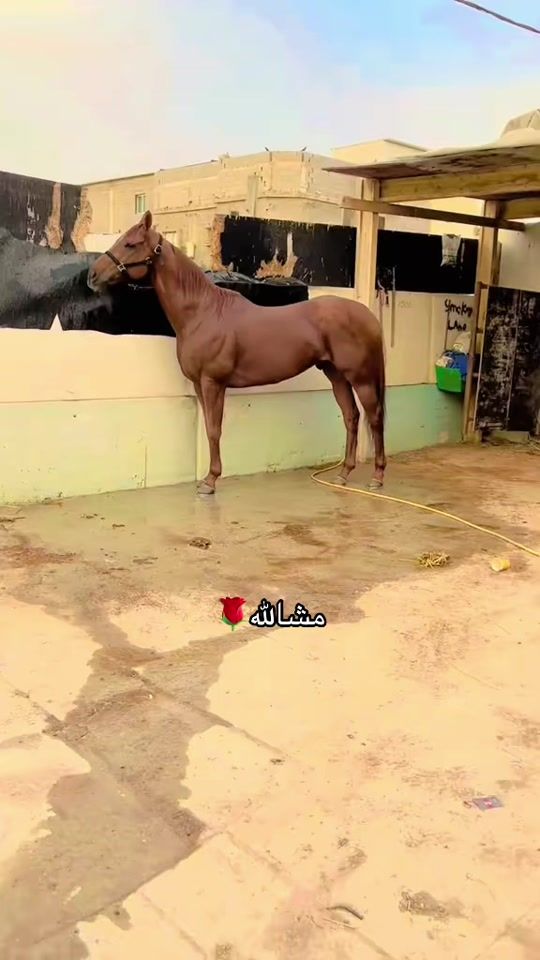 TikTok video thumbnail by _.5e1._7