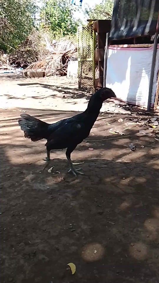 TikTok video thumbnail by galleriaexcaliburleonnic