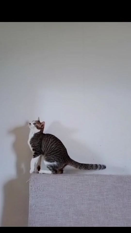 TikTok video thumbnail by cattysnow285