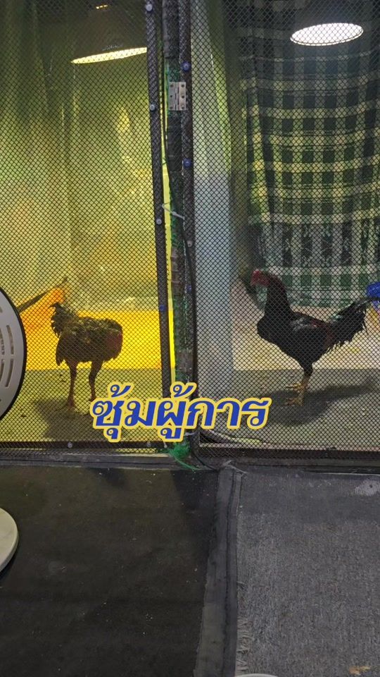 TikTok video thumbnail by auyluypatchara