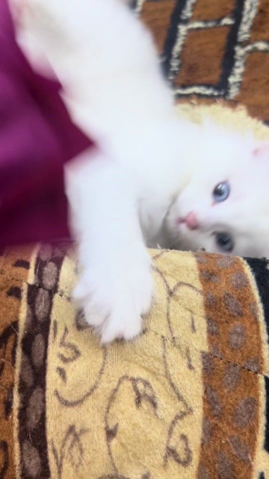 TikTok video thumbnail by mlookaaaa