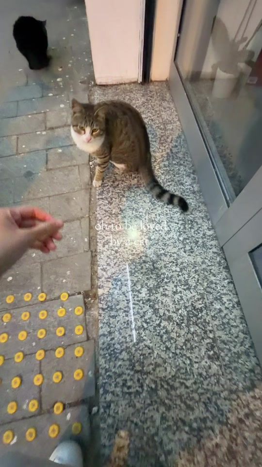 TikTok video thumbnail by natashiblie