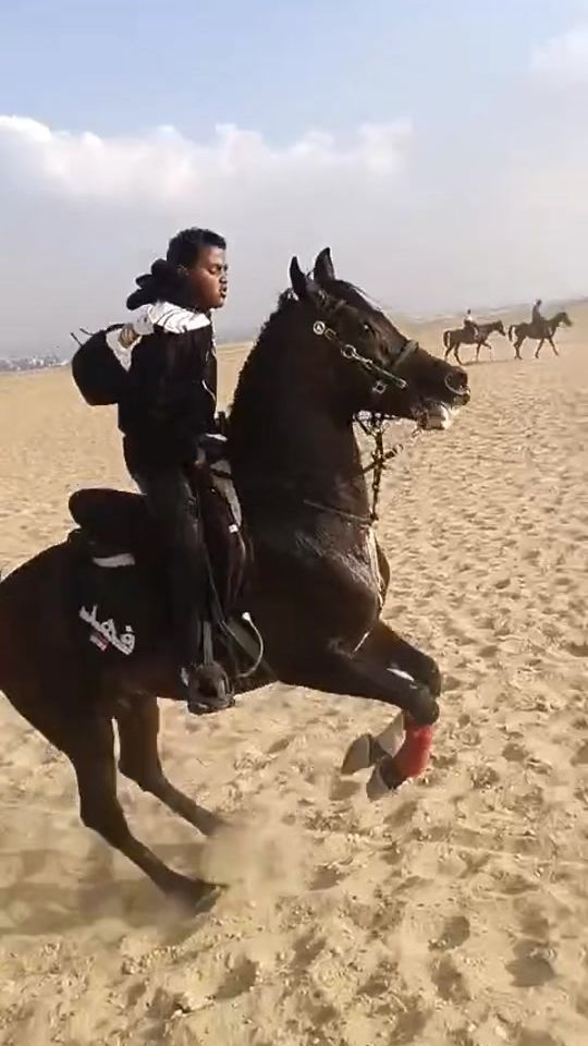 TikTok video thumbnail by elkordy_stable