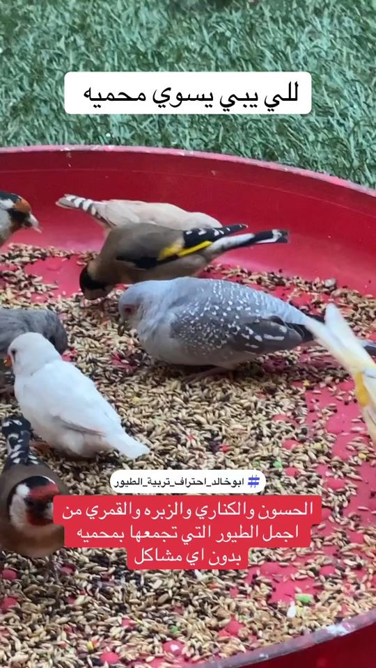 TikTok video thumbnail by abu.khalled