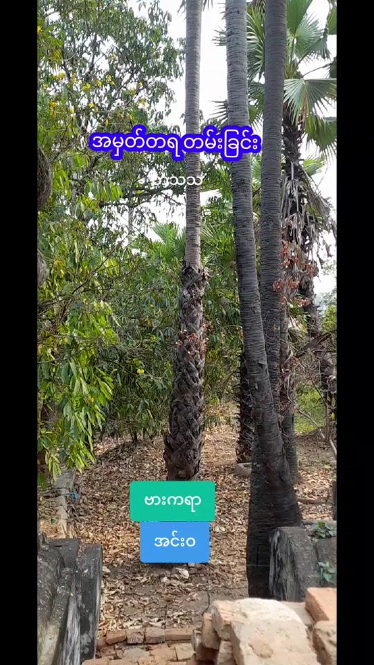 TikTok video thumbnail by a.san.maung