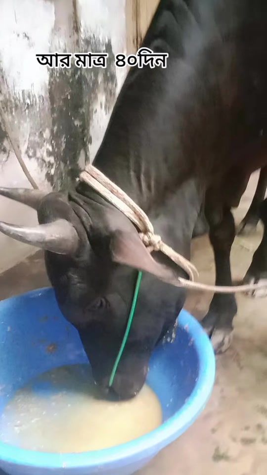 TikTok video thumbnail by lx_shujauddin