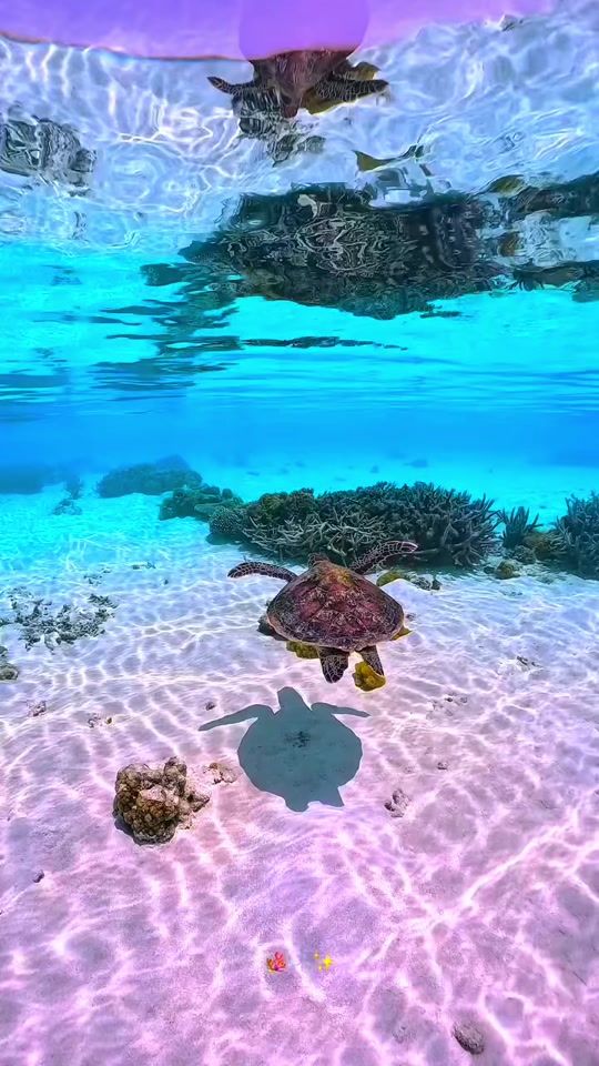 TikTok video thumbnail by ishotsmaldives