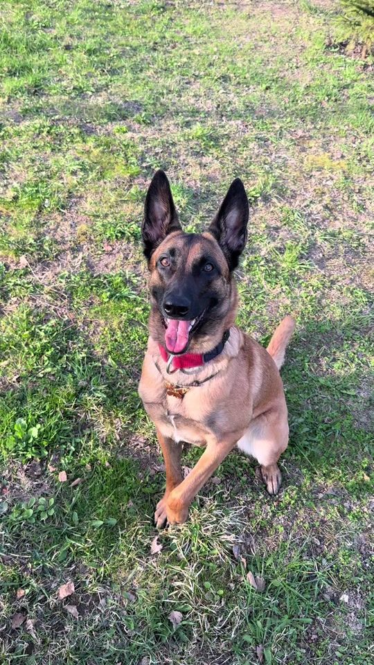 TikTok video thumbnail by yara.malinois