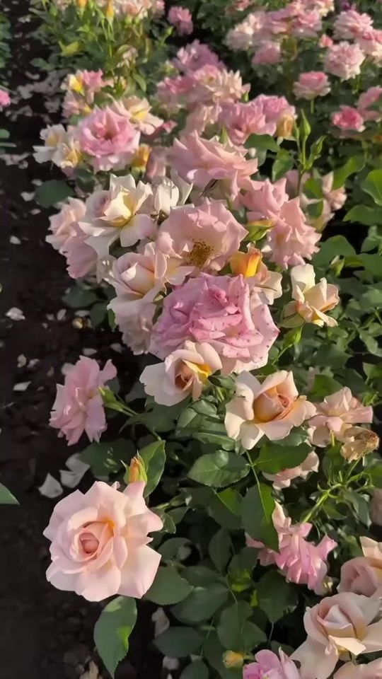 TikTok video thumbnail by rosem8813
