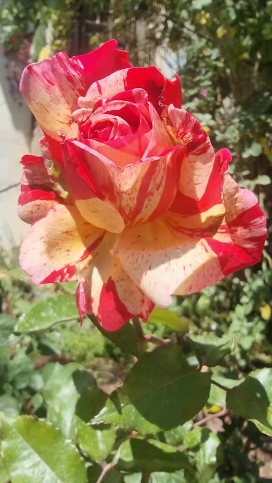 TikTok video thumbnail by naseem.bani.melhem