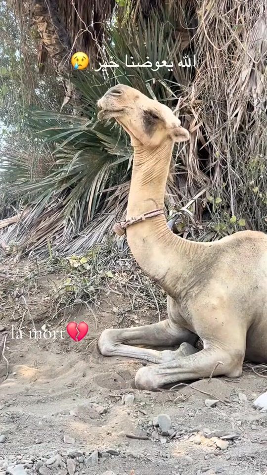 TikTok video thumbnail by hissenbourma308