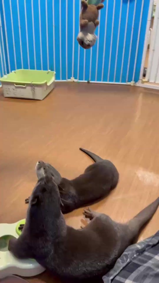 TikTok video thumbnail by otterchannel1