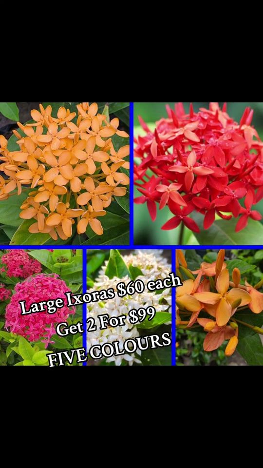 TikTok video thumbnail by bolslandscaping