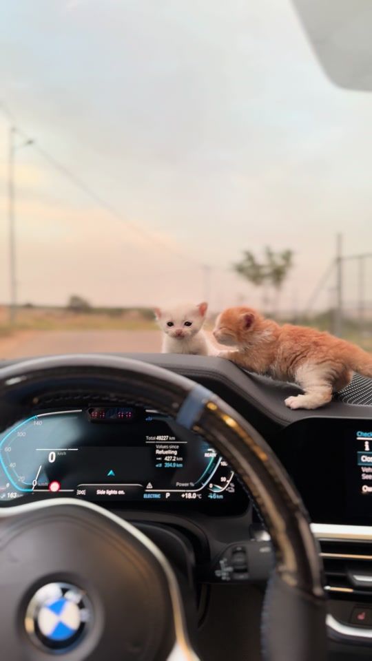 TikTok video thumbnail by mohmmadmutan