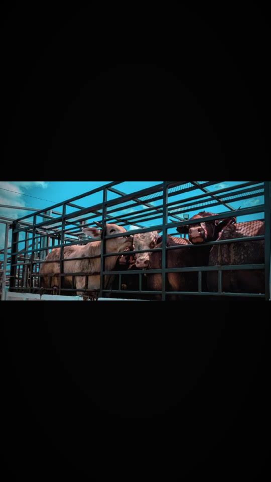 TikTok video thumbnail by teel_farm