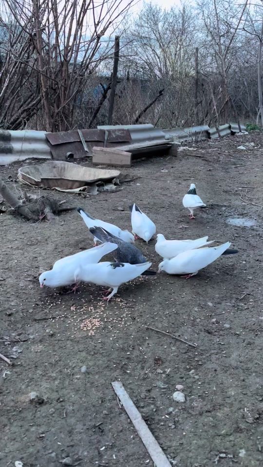 TikTok video thumbnail by kocesgersky