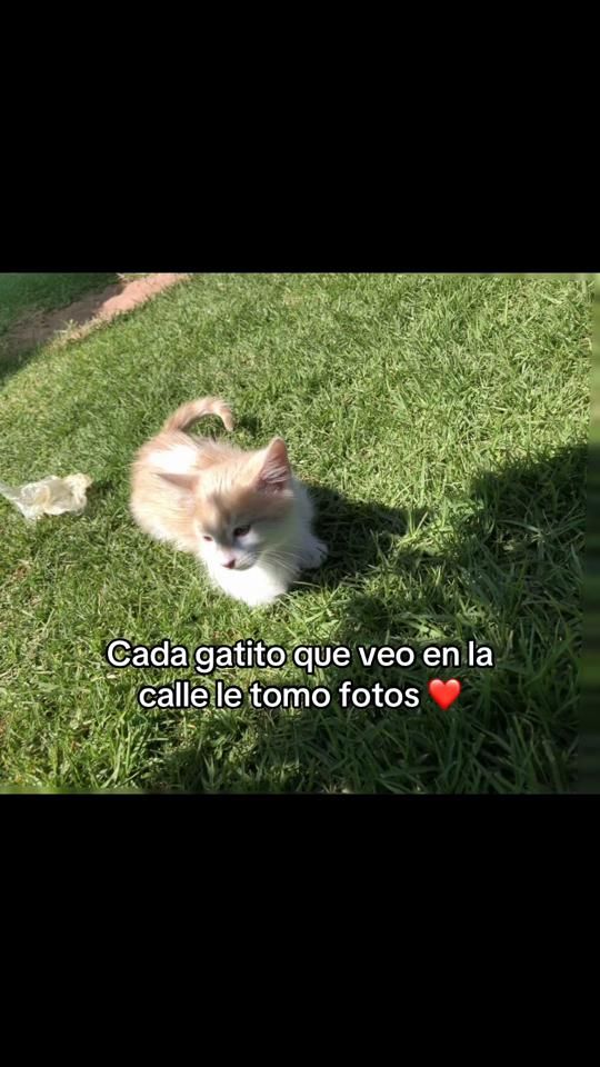 TikTok video thumbnail by pammconpalta2