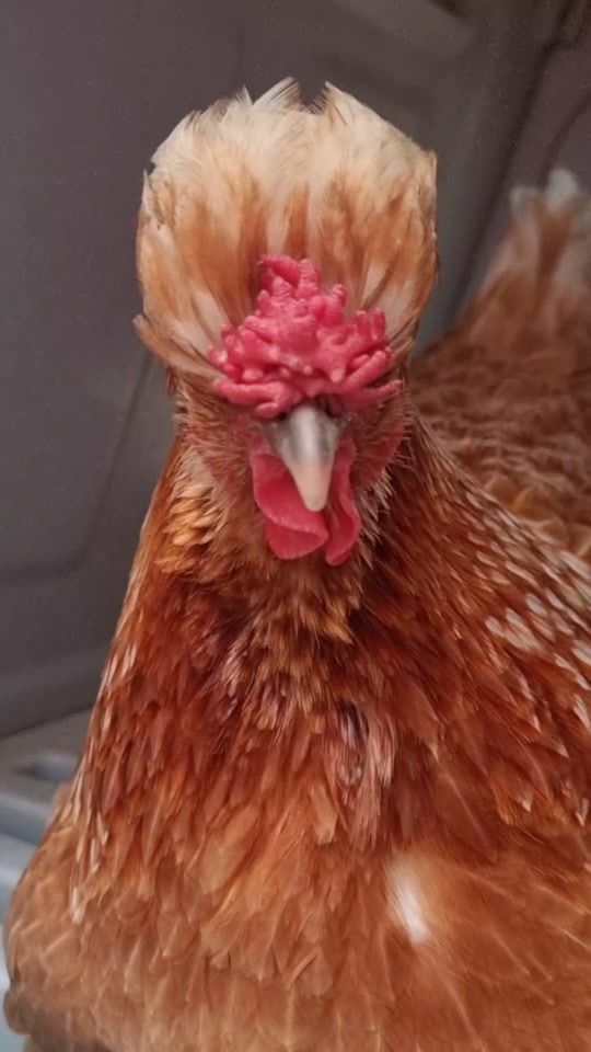 TikTok video thumbnail by poultrystories