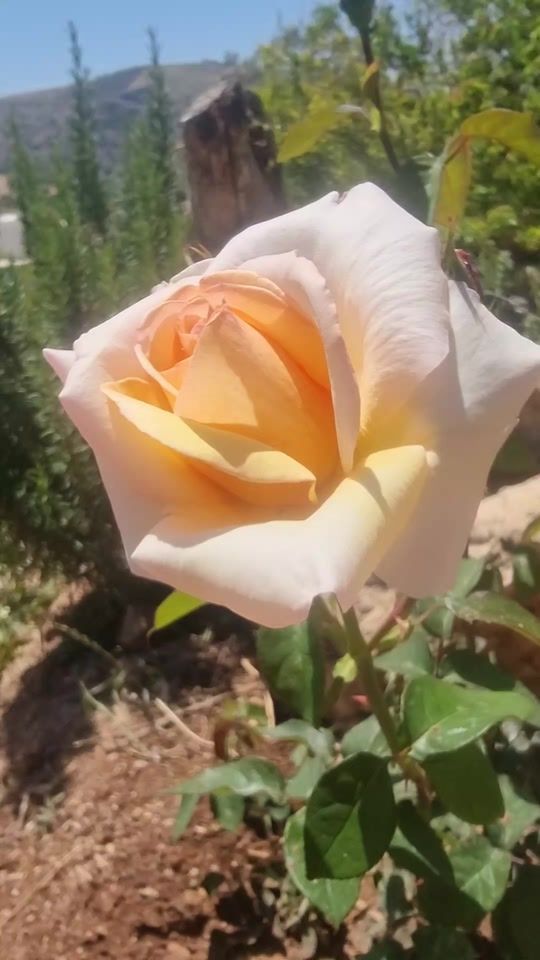 TikTok video thumbnail by naseem.bani.melhem