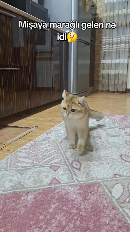 TikTok video thumbnail by zoo_jasmin