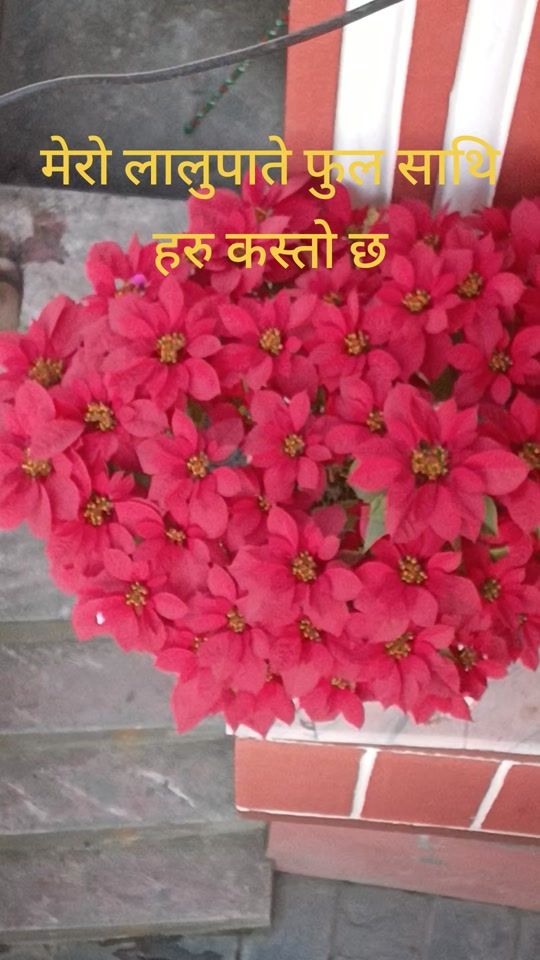 TikTok video thumbnail by malatidhamala