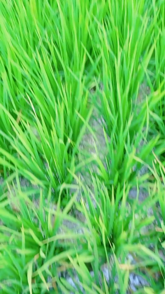 TikTok video thumbnail by hima3406