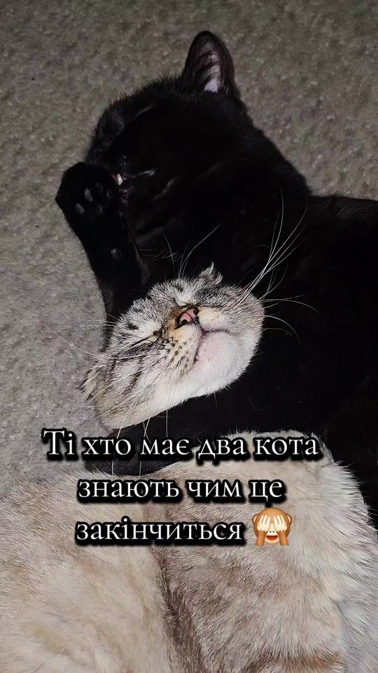 TikTok video thumbnail by cat...oscar
