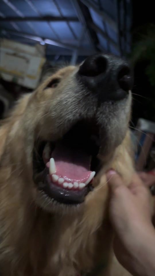 TikTok video thumbnail by rugbykubb