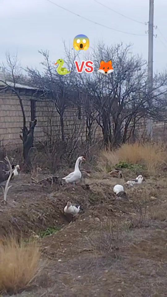TikTok video thumbnail by 059_terterli_059