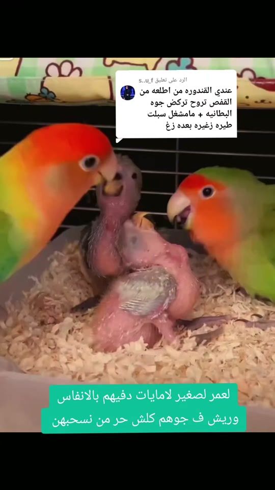TikTok video thumbnail by lezo2012