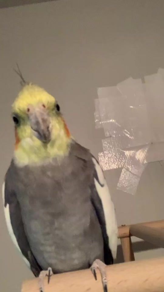 TikTok video thumbnail by ezzy_stitch