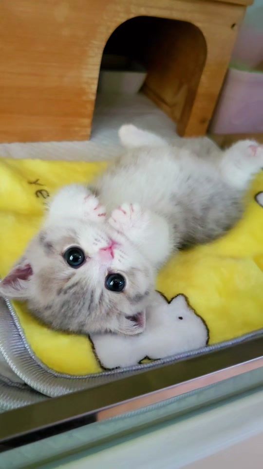 TikTok video thumbnail by catfriends1004