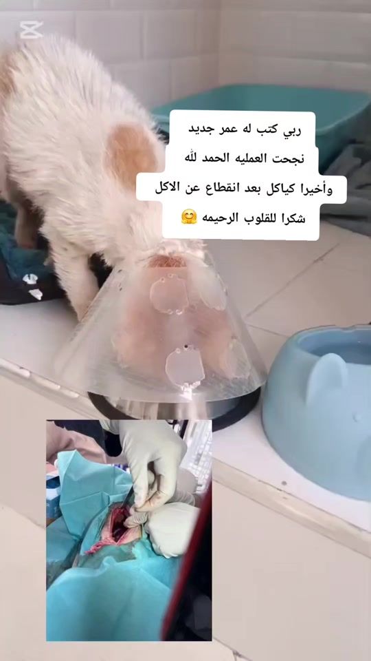 TikTok video thumbnail by ninafadel