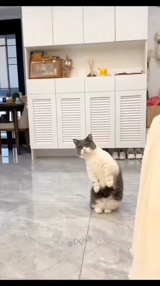 TikTok video thumbnail by dcoin01