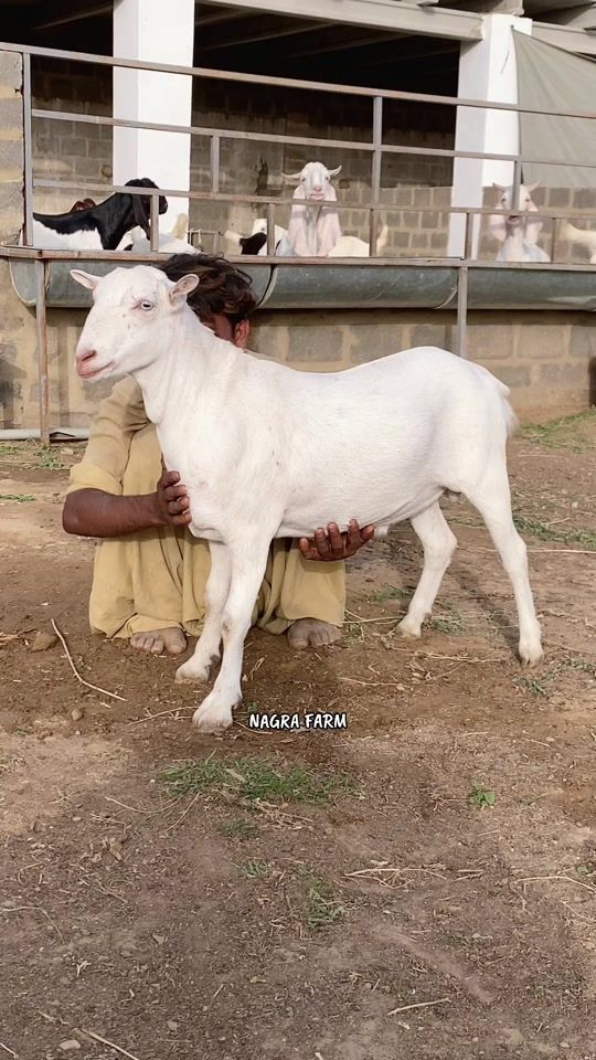 TikTok video thumbnail by nagrafarm1