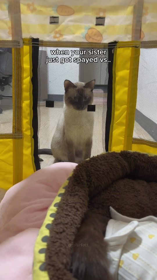 TikTok video thumbnail by tofurfect
