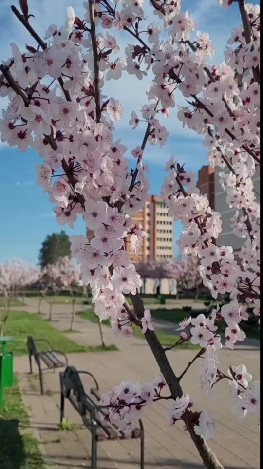 TikTok video thumbnail by orshanka.by