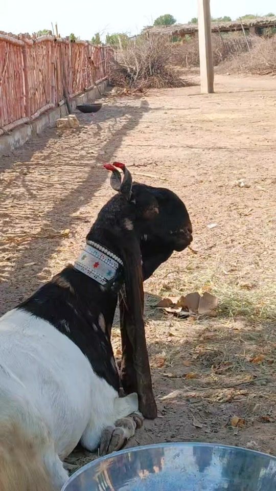 TikTok video thumbnail by abdulkhaliquechan786