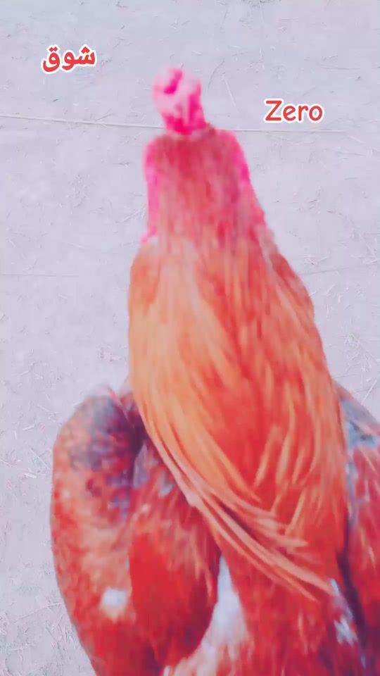 TikTok video thumbnail by haroonsajid1