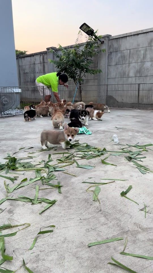 TikTok video thumbnail by corgibangkok