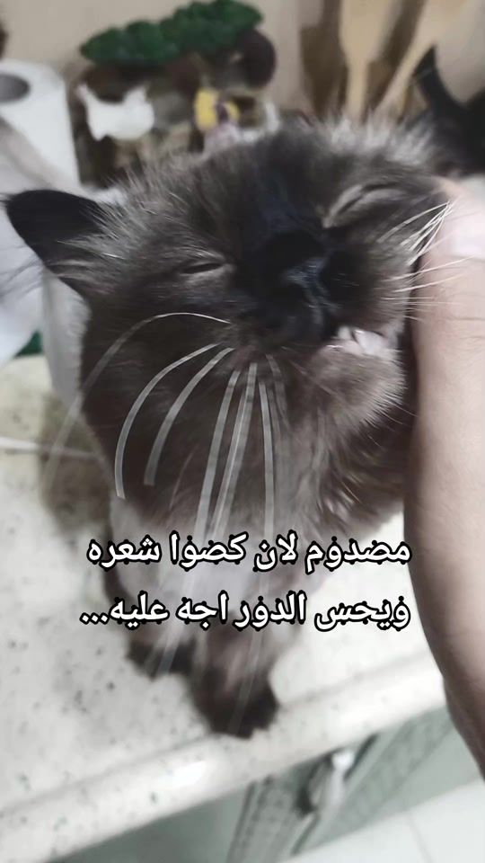 TikTok video thumbnail by d21gy