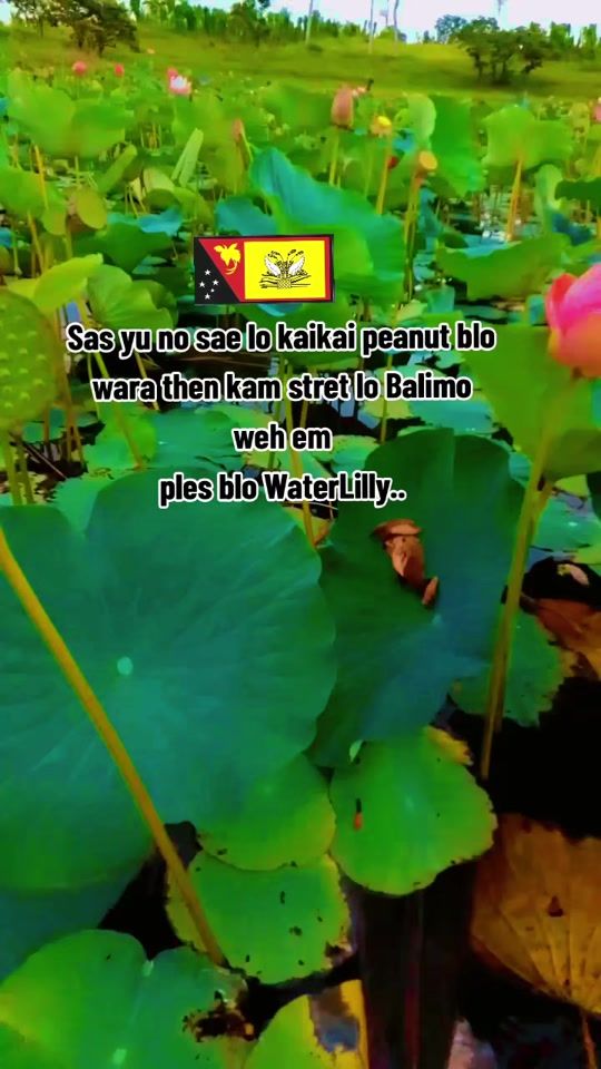 TikTok video thumbnail by bala.awapa.land