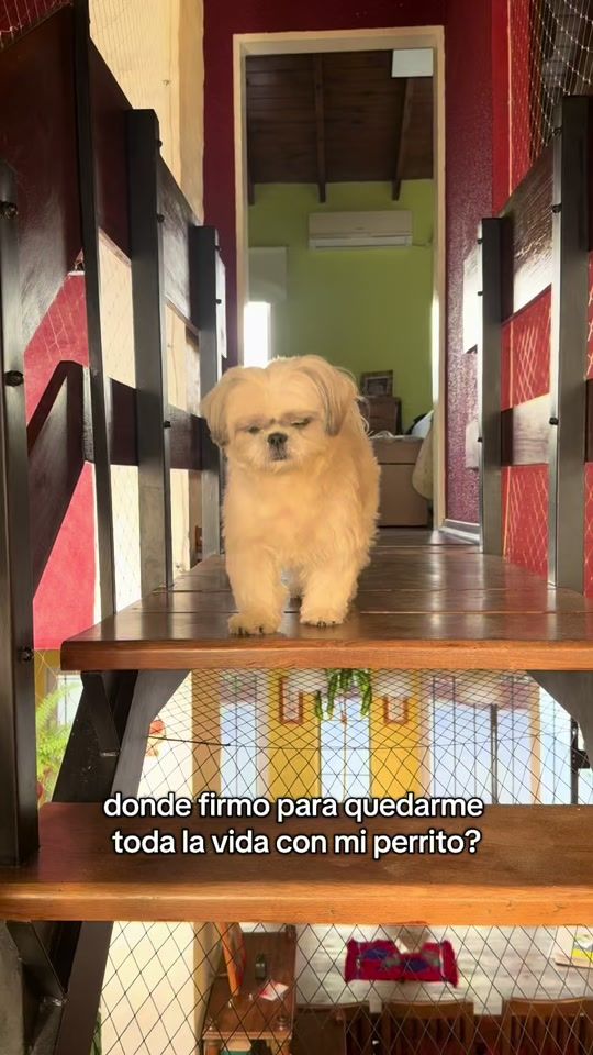 TikTok video thumbnail by martuchado