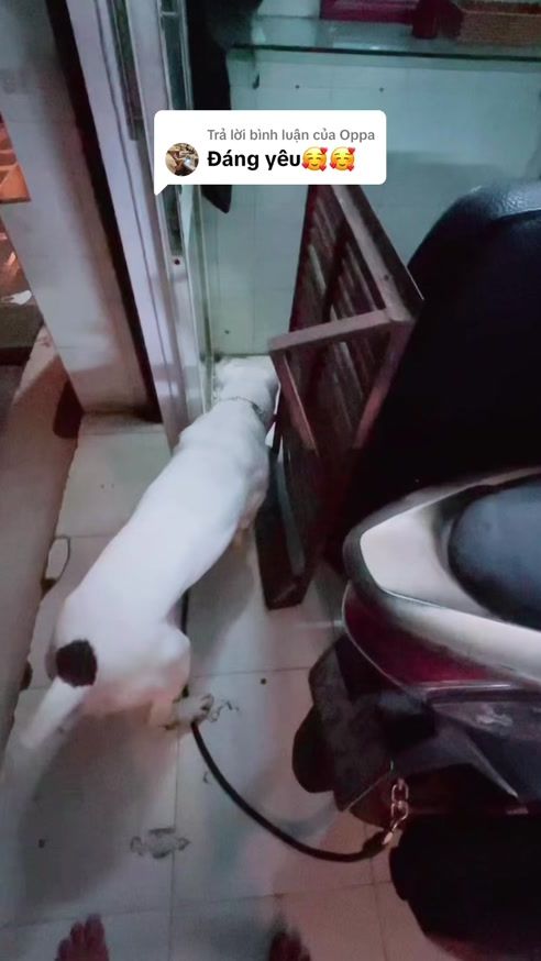 TikTok video thumbnail by thangvantran8