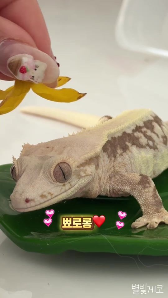 TikTok video thumbnail by starlight_gecko