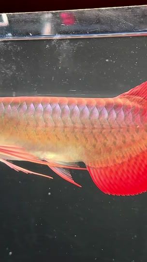 TikTok video thumbnail by dynasty_aquarium